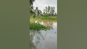 Câu Cá Rô Đồng Dưới Kinh Nước Phèn