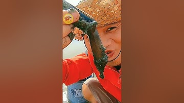 videos đi bắt hải sản #384 ra biển bãi đồi Nhái Vũng Tàu nhớ tìm bắt con này.