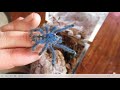 Caribena Versicolor ! The Caribbean's most beautiful tarantula! Care rehousing and fun!