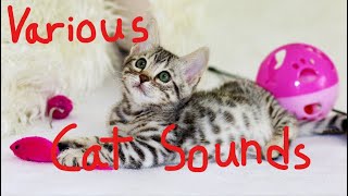 Various Cat Sounds 2 (All New Noises &amp; Sounds) - 2 Hours - Meows, Purring, Cat Sounds for Dogs/Cats