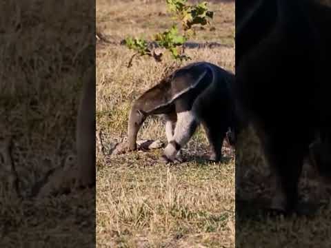 Cute Giant Anteater #shortvideo #viral #shorts
