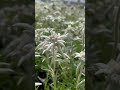 花に癒されて Part7 エーデルワイス