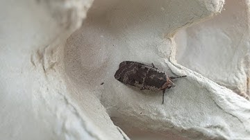 Checking out the Moth Trap