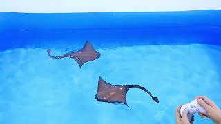 You And I Hooray Remote Control Stingray Toy for Swimming Pool Bathroom, Great Kids Gift  for Boys