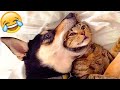 The funniest animals with cats and dogs Videos 2022