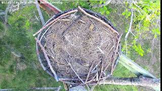 Wildlife Rescue of Dade County Eagle Nest Top Cam