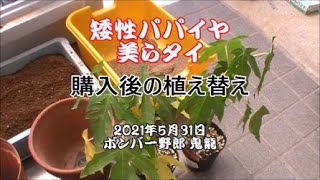 ガーデニング 熟れた果実を夢見て 矮性パパイヤ 美らタイ購入後、再生土で植え替え。そして、不安におののく約1週間後の状態。