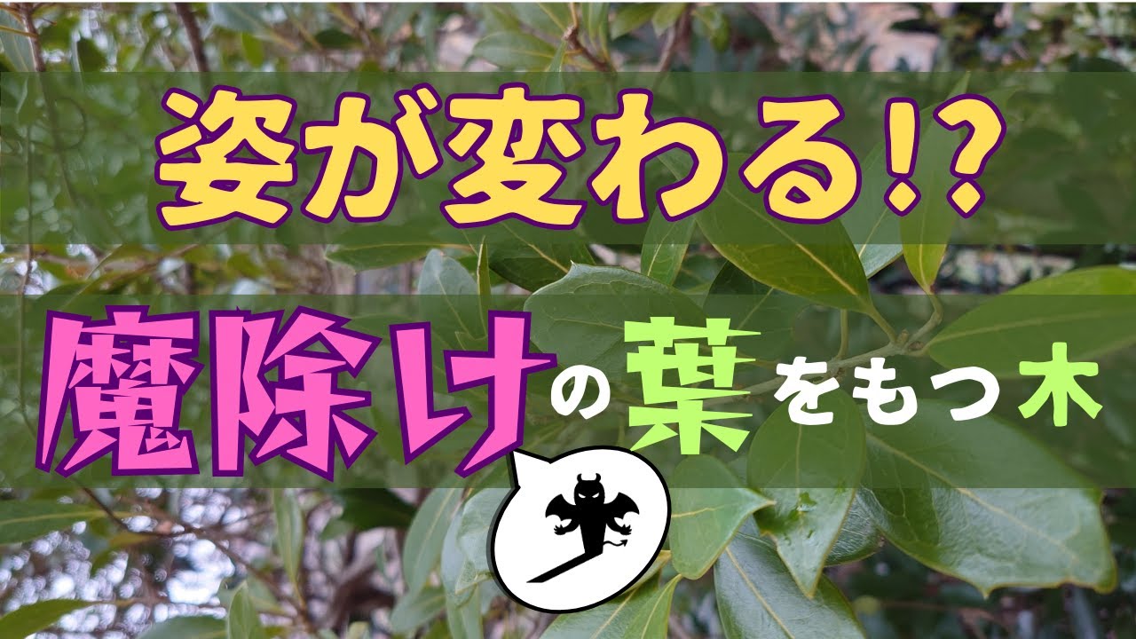 木の名前を絶対に覚えられる方法No.53 - YouTube