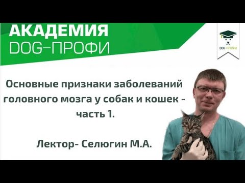 Видео: Изучение догцгеймеров (когнитивная дисфункция у собак и вы)