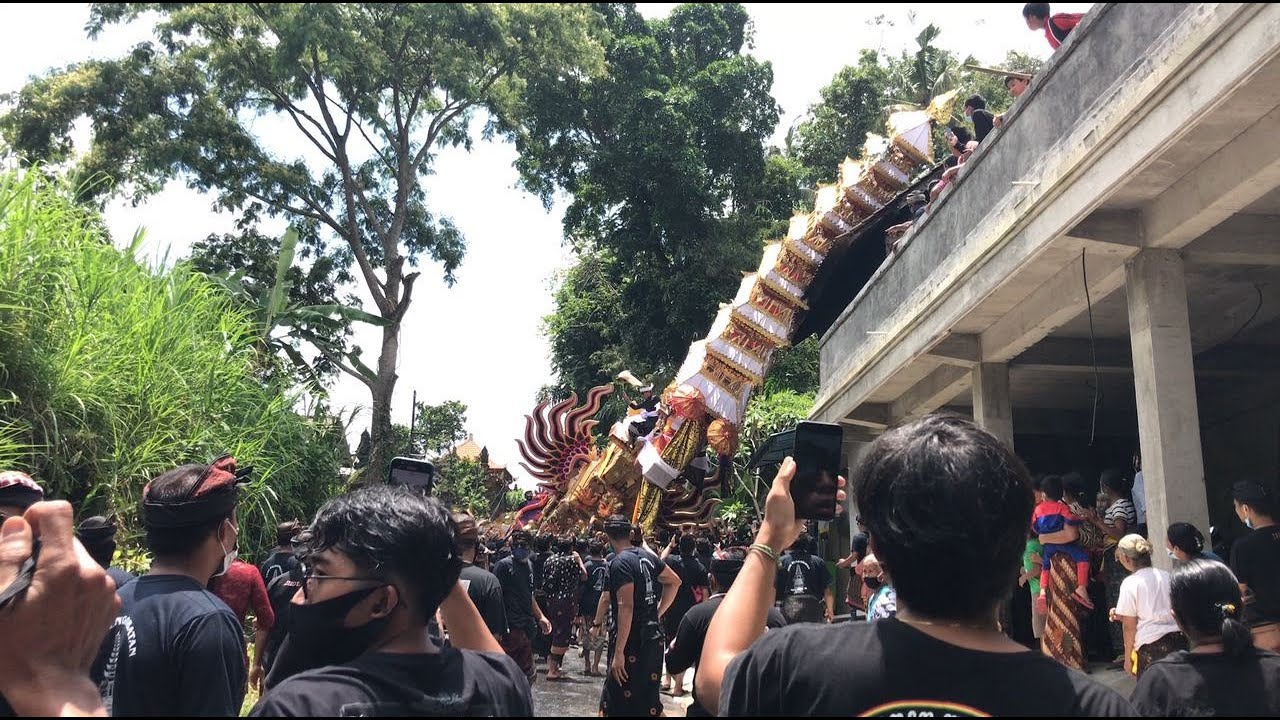 Viral, Detik-detik Bade Seharga Ratusan Juta Tumbang!! Pelebon Keliki, Tegalalang!