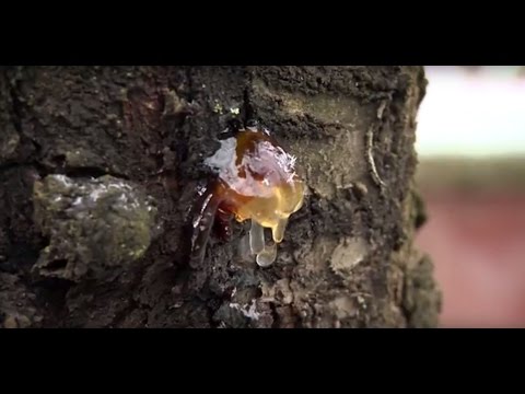 Videó: Réz -szulfát A Kertészetben: Használati Utasítás ősszel és Tavasszal A Kerti Fák Kezelésére, Arányok A Permetezéshez