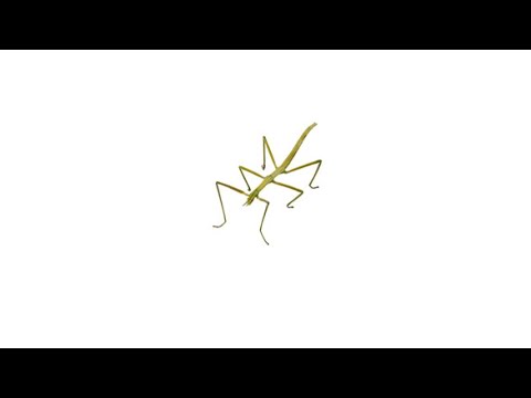 What Is Stick Bugging Get Stick Bugged Lol Stayhipp - dancing cockroach roblox
