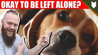 Can a Beagle be left alone? by Fenrir Beagle Show 6,681 views 3 years ago 7 minutes, 1 second