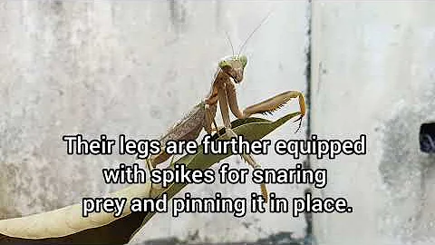 Praying Mantises - The Kung Fu Killers of the Insect Kingdom