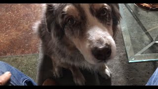 Of pies and dogs with nothing in particular about music or synths