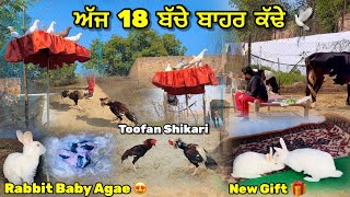 ਅੱਜ 18 ਬੱਚੇ ਬਾਹਰ ਕੱਢੇ || Rabbit ਨੇ ਬੱਚੇ ਦੇਤੇ || Toofan ਤੇ Shikaari ਇਕੱਠੇ ਬਾਹਰ ਛੱਡੇ || #pigeon