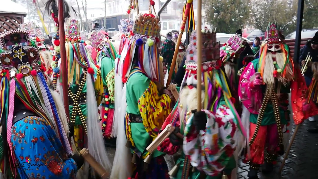 Malanca Ruginoasa 2021  Dumbravita ! 2