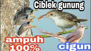 KOMBINASI SUARA PIKAT CIBLEK GUNUNG CIGUN JAMIN NEMPEL