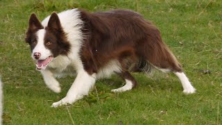 LOT 42: SPOT  16.11.22 Farmers Marts Dolgellau Online Sheepdog Auction. FULL VIDEO