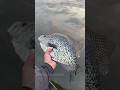 My Mind Is Boggled Over This GIANT CRAPPIE Fishing Minnesota Crappiefishing Crappiefish My Mind Is Boggled Over This GIANT CRAPPIE Fishing Minnesota Crappiefishing Crappiefish