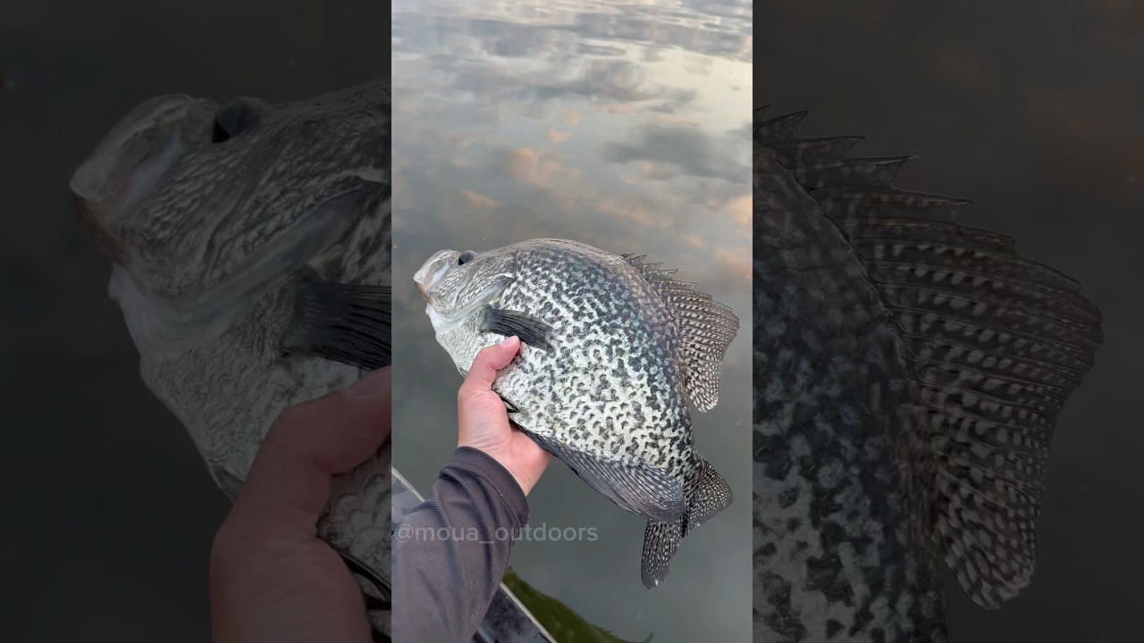 My mind is boggled over this GIANT CRAPPIE!! 🔥🔥 