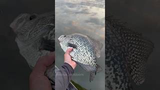 My mind is boggled over this GIANT CRAPPIE!! 🔥🔥 #fishing #minnesota #crappiefishing #crappiefish