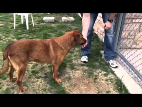 camera iphone 8 plus apk Billy - 4yr old shep-retriever male