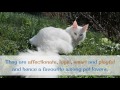 18 Interesting Facts You Should Know About Turkish Angora の動画、YouTube動画。