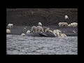 Polar Bear Feast Wrangel Island 2017   Julie Stephenson