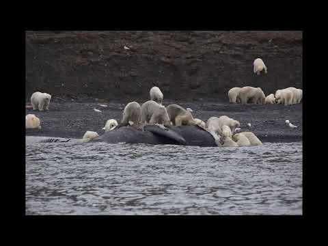 Vidéo: Où est l'île wrangel ?