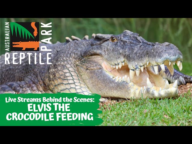 SALTWATER CROCODILE FEEDING (LIVE FOOTAGE) | AUSTRALIAN REPTILE PARK