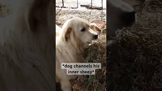 Farm ASMR  #homesteading #maremma #katahdin #sheep #lgd