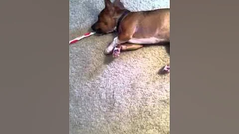 Tippy brushing his teeth