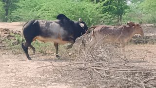 Beautiful Cow Short Video||Small Cow||Big Bull