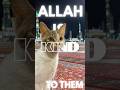 Kindness to Animals = Mercy from Allah 🐾...#iman #shorts #islamicvideo