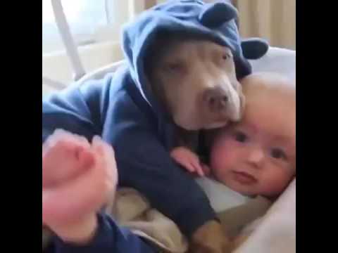 Cute Dog Hugging Baby