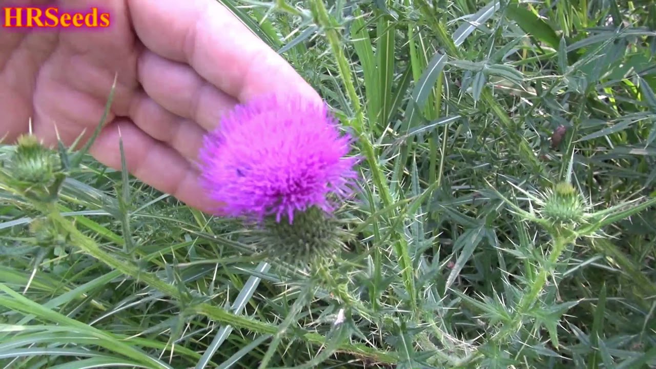 ⟹ Canada Thistle | Cirsium arvense | Invasive Species