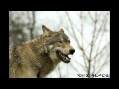 خوتي للذيب ادآء ذاكر الميزاني