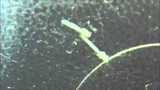 Albino Cory wigglers.  Day 2