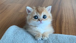 VLOGㅣ새끼고양이 육묘일기(1)ㅣ골골송 대장ㅣ합사준비ㅣ결막염..ㅣMunchkin Kitten Raising diary by 라라의 하루 Lala's Haru 37,926 views 1 year ago 9 minutes, 19 seconds
