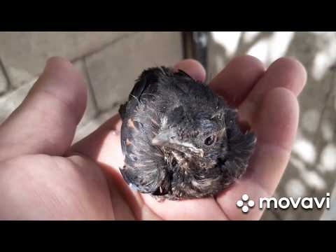 შაშვის ბარტყი Blackbird молочница 1000000 view