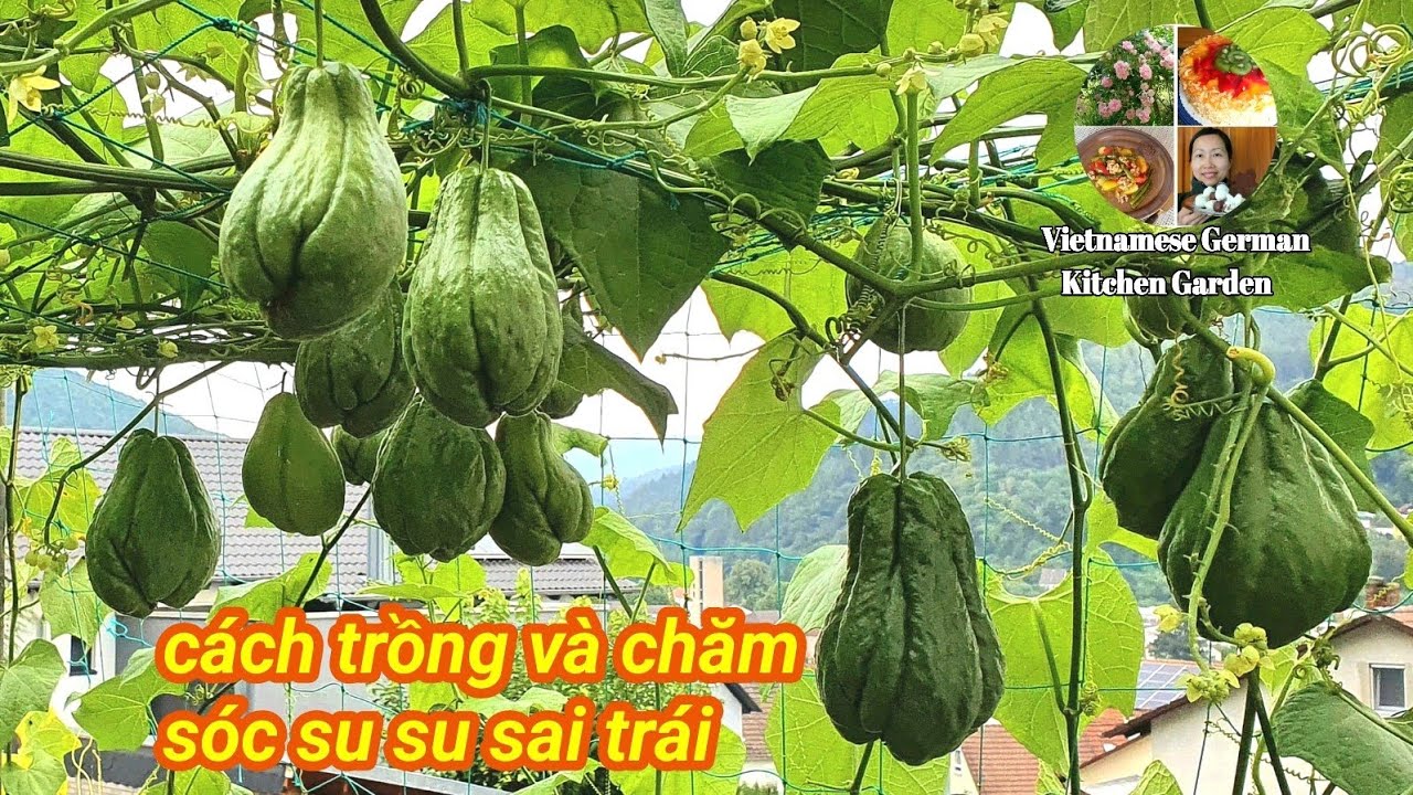 Cách trồng su su trong thùng nhựa và chăm sóc bón phân để su su sai quả, growing chayot im container