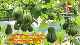 Cách trồng su su trong thùng nhựa và chăm sóc bón phân để su su sai quả, growing chayot im container