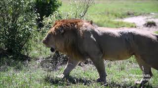 Earless walk, Dec2018, Maasai Mara largest lion