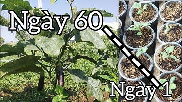 Cách tôi làm vườn từ trồng 1000 cây cà tím hữu cơ xen đậu bắp