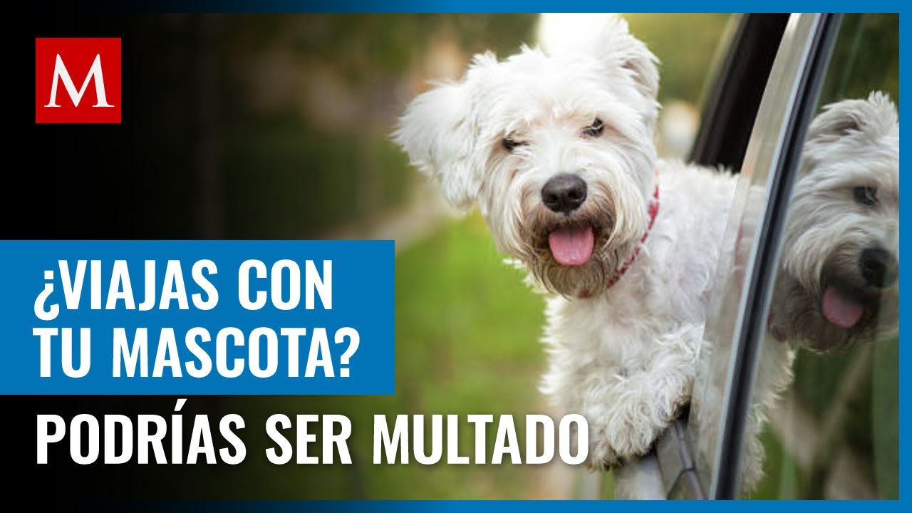 ¿Llevas a tu perro en el coche? Podrías ser acreedor a una multa en CdMx