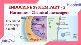 HORMONES - The chemical messengers| Types | Action | In tamil| receptors |