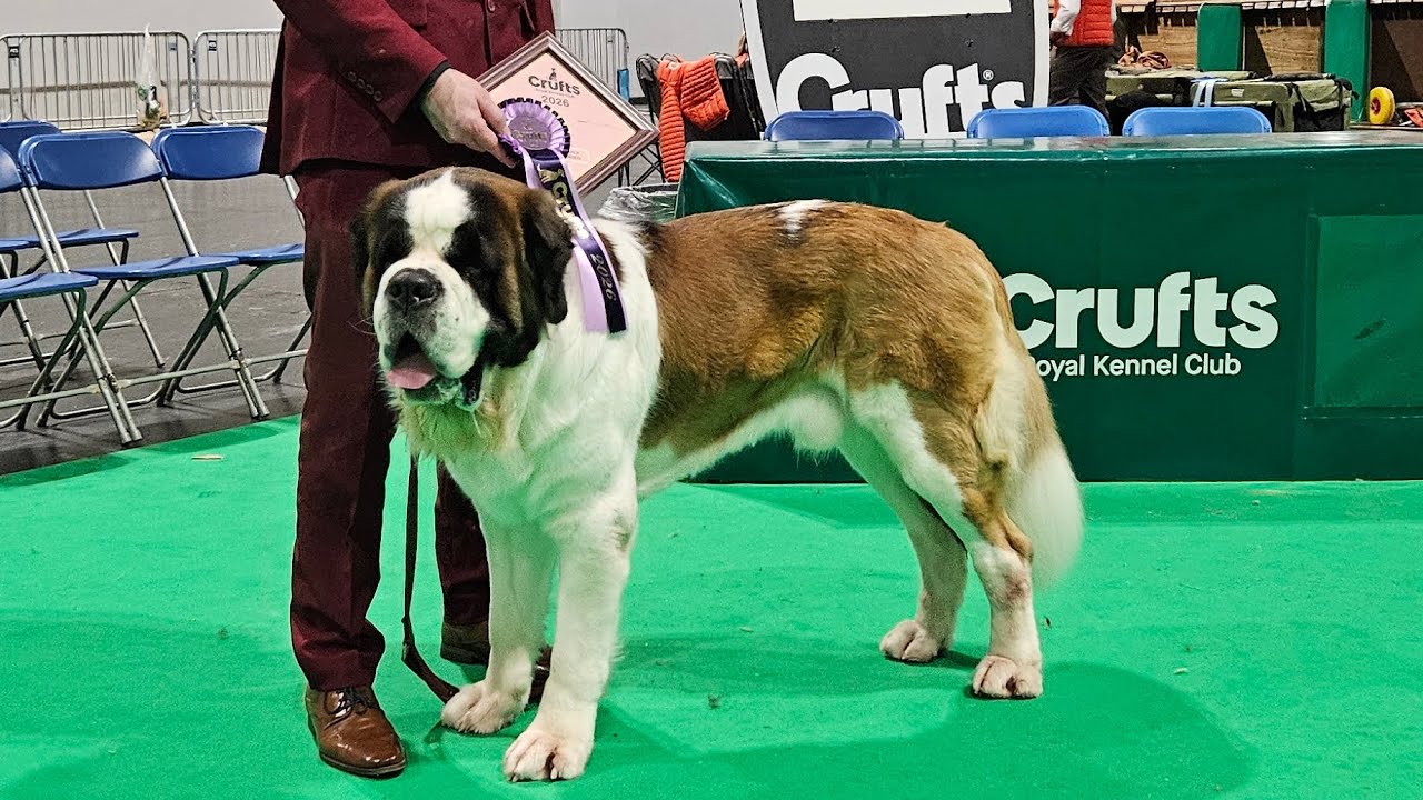 CRUFTS  2026 - Jantar Alsani Giants alias Gaston