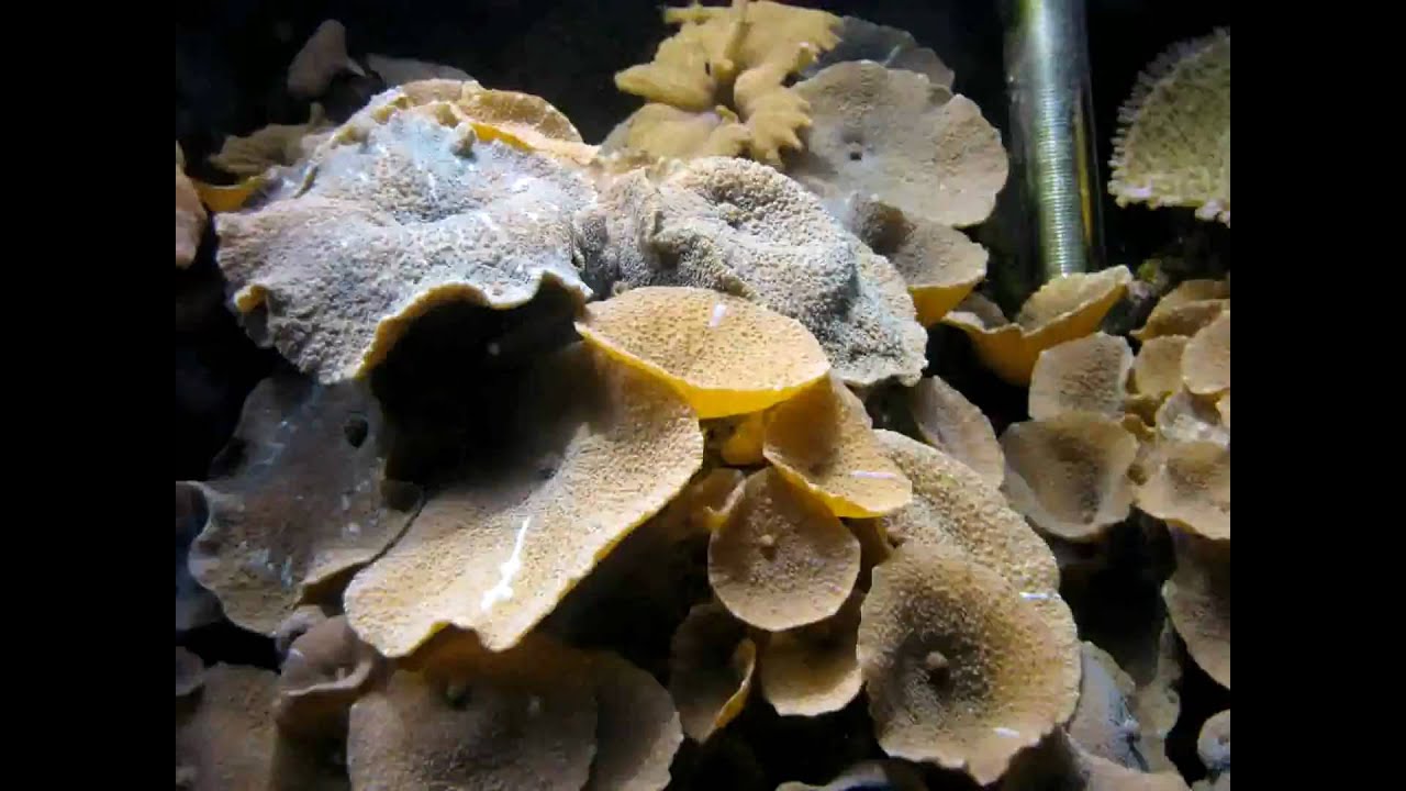 video phone beyonce mp3 Close-up time lapse movie of mushroom corals