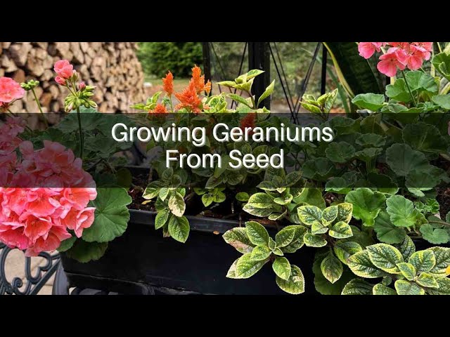 Growing Geraniums From Seed